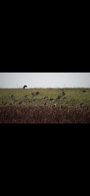 Fanello  - Giovanni Grasso