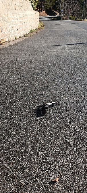 Scoiattolo meridionale  - Gianluca Congi