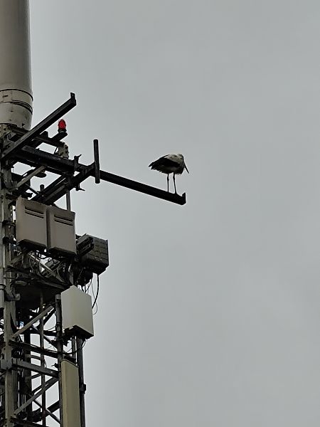 Zikoina zuria  - Aitor Urrutia