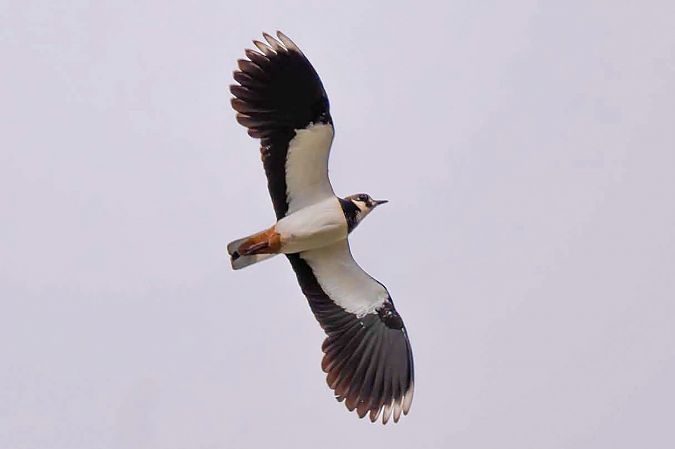 Pavoncella  - Anonimo