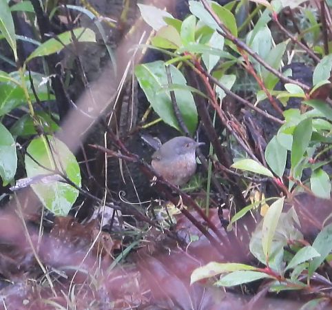 Magnanina  - Francesco Trisciani