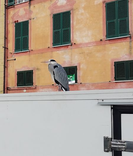 Airone cenerino  - Edoardo Razzetti