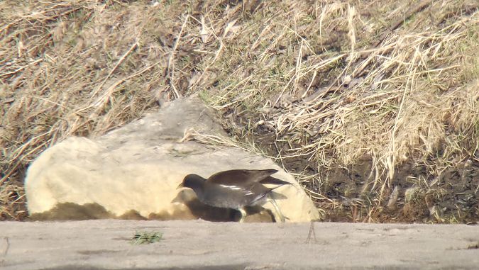 kokoszka  - Sebastian Watras