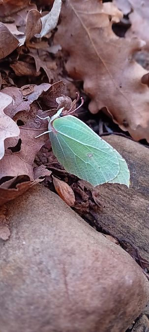 Gonepteryx rhamni  - Maria Teresa Cernoia (FVG)