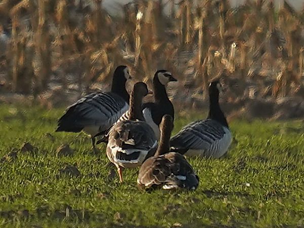 Weisswangengans  - Aleksandra Stach