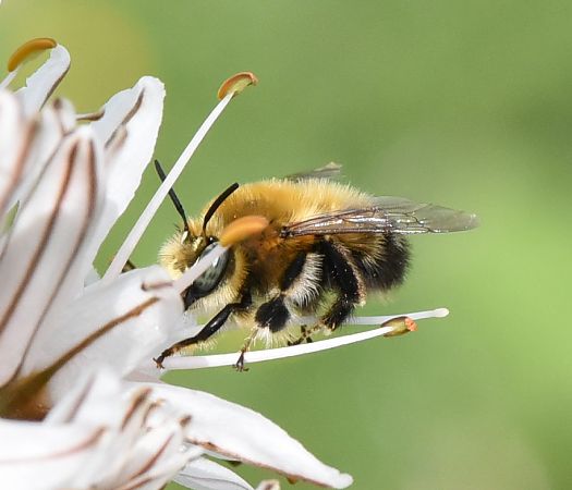 Anthophora atroalba  - Alberto Manganaro