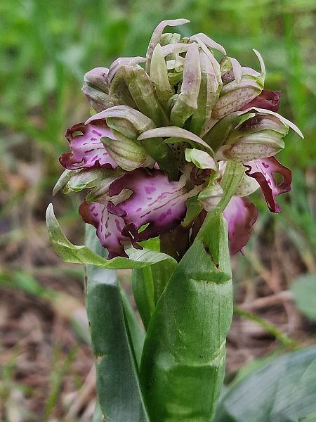 Himantoglossum robertianum  - Diane Raibaut