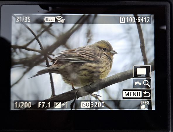 trznadel  - Tomasz Doroń