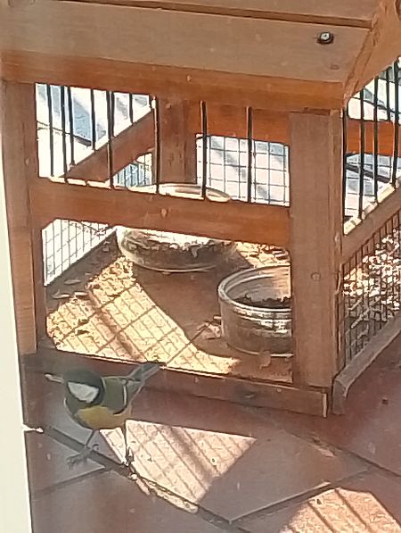 Cinciallegra  - Gabriele Papale