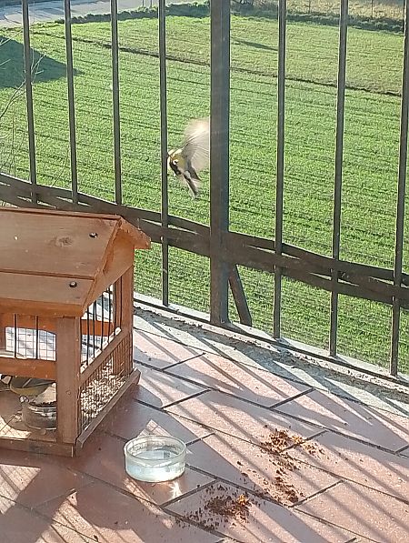 Cinciallegra  - Gabriele Papale