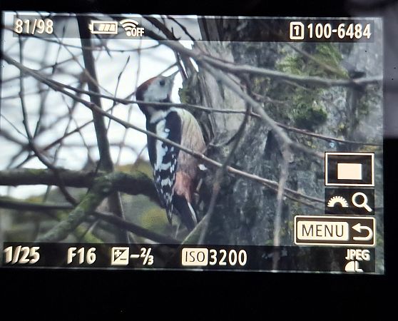dzięcioł średni  - Tomasz Doroń