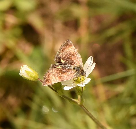 Panemeria tenebrata  - Alberto Manganaro