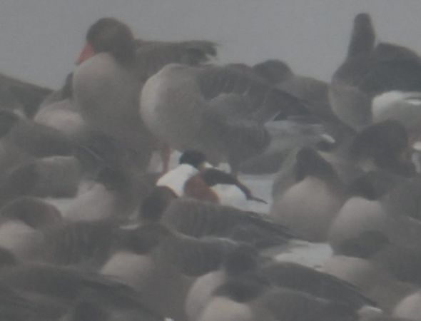 ohar  - Wojciech Szwarc