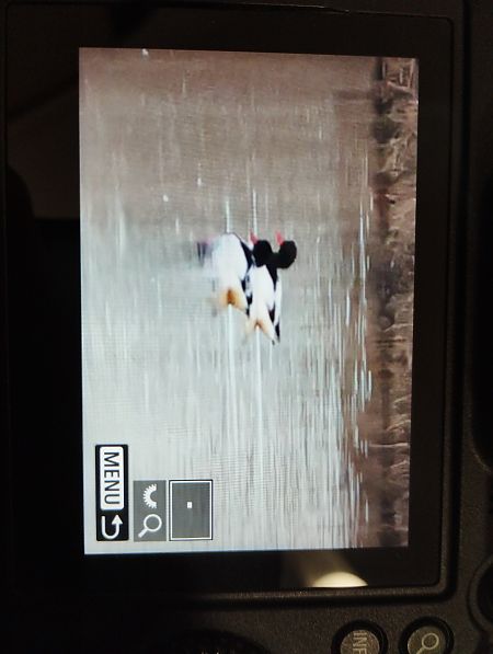 Volpoca  - Tommaso Bonora