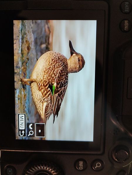 Alzavola  - Tommaso Bonora