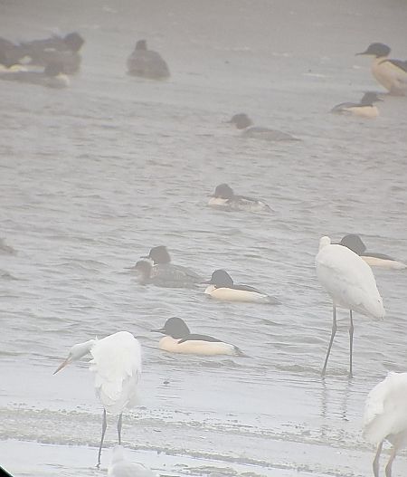 szlachar  - Radosław Włodarczyk