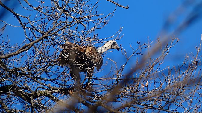 Grifone  - Samuele Cassani
