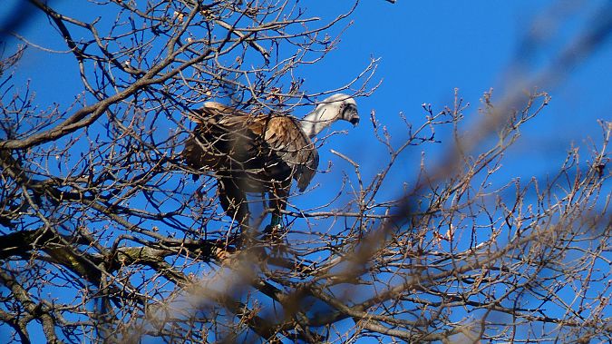 Grifone  - Samuele Cassani
