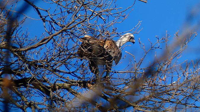 Grifone  - Samuele Cassani