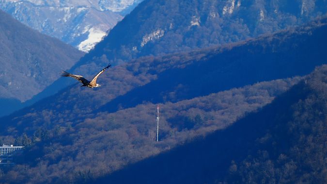 Grifone  - Samuele Cassani