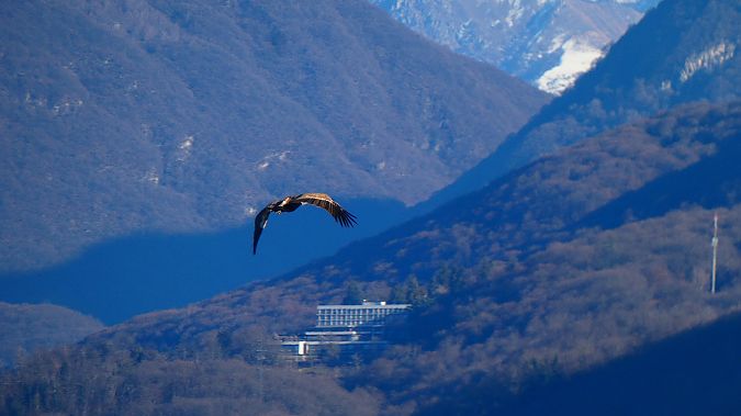 Grifone  - Samuele Cassani