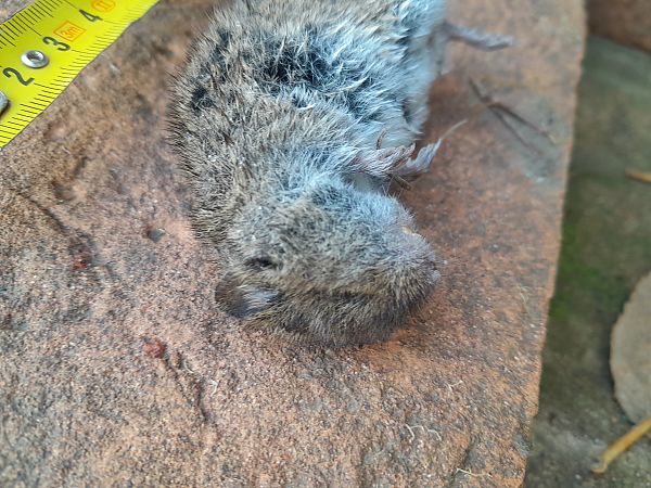 Arvicola campestre  - Fabio Lovisetto