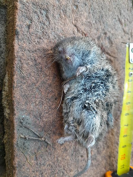 Arvicola campestre  - Fabio Lovisetto