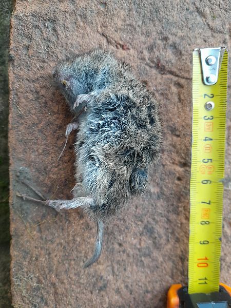 Arvicola campestre  - Fabio Lovisetto