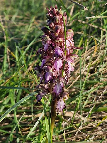 Himantoglossum robertianum  - Diane Raibaut