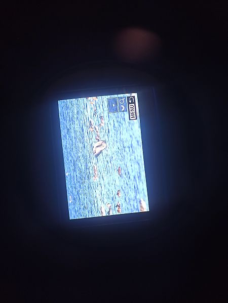 Weisswangengans  - Jaromir Stanke