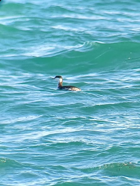 Svasso cornuto  - Giacomo Bonetti