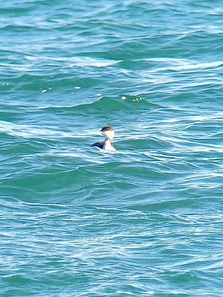 Svasso cornuto  - Giacomo Bonetti