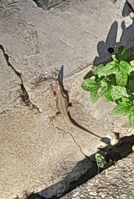 Lucertola muraiola  - Fabio Lovisetto