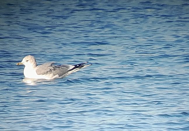 Gavina  - Davide Aldi