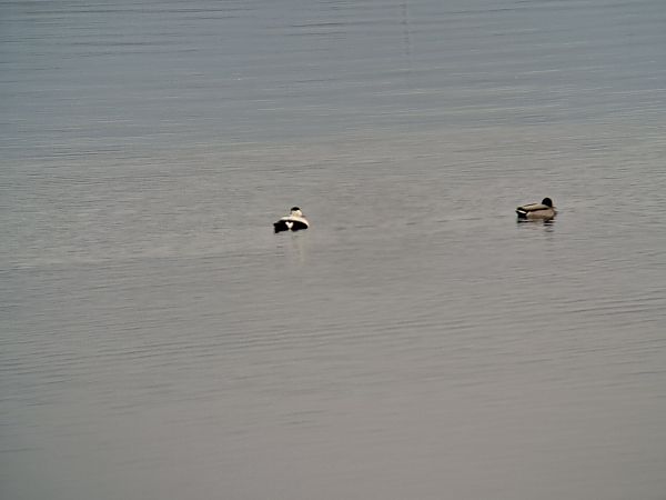 Eider à duvet  - Marco Raichle