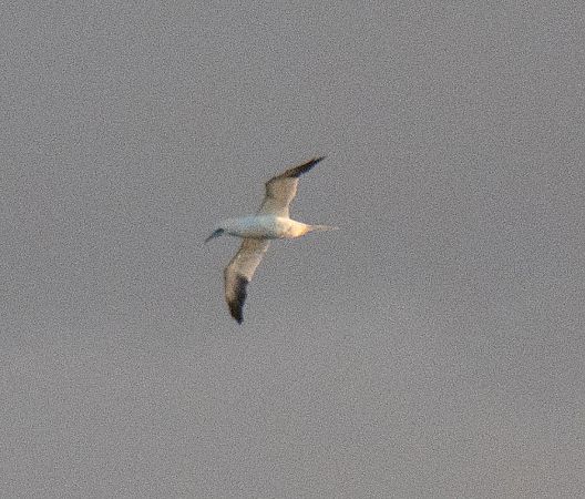 głuptak  - Michal Jadzyn