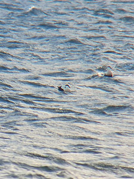 edredon  - Grzegorz Pac