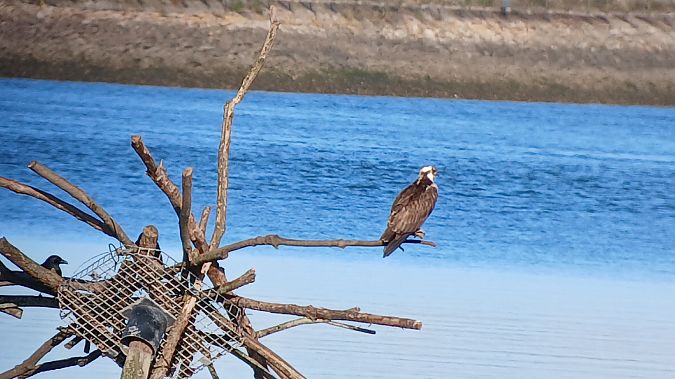 Arrano arrantzalea  - Fabien Calmettes