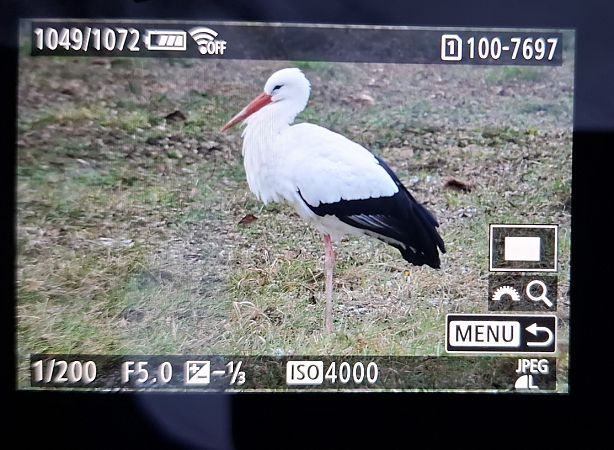 bocian biały  - Tomasz Doroń