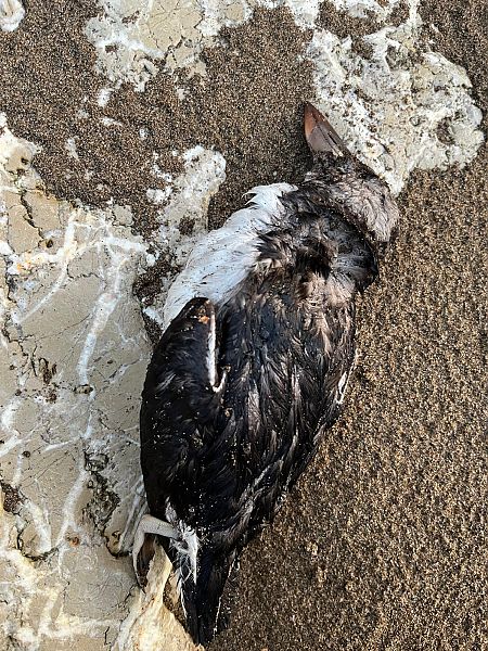 Fratercula arctica  - Ainhoa Erkizia