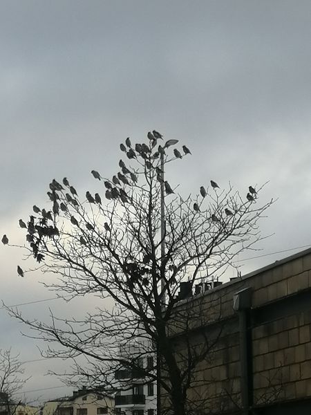 jemiołuszka  - Robert Kraska