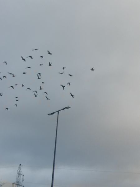 Seidenschwanz  - Robert Kraska