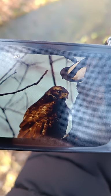 myszołów  - Piotr Gałęziowski