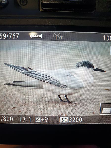 rybitwa czubata  - Grzegorz Pac