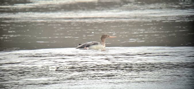 szlachar  - Sebastian Watras