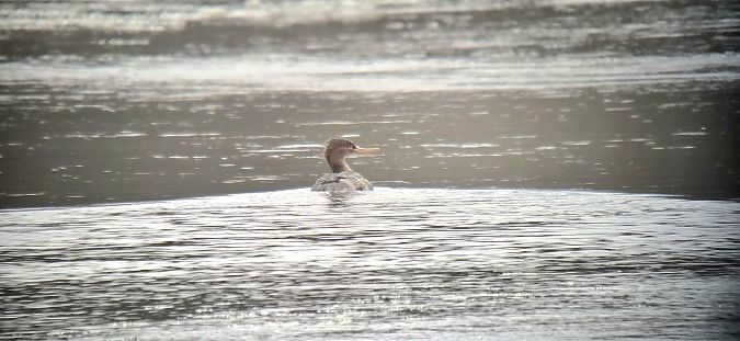 szlachar  - Sebastian Watras