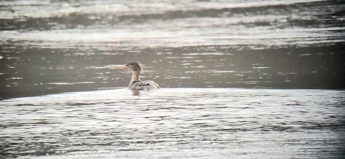 Mittelsäger  - Sebastian Watras