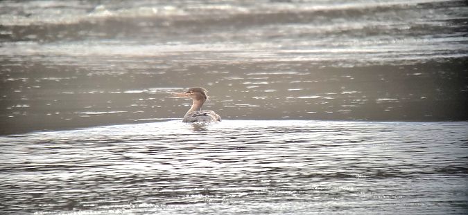 szlachar  - Sebastian Watras