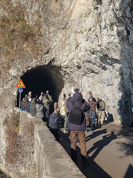 Mauerläufer  - Paolo Faifer