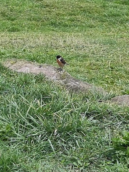 Pitxartxar burubeltza  - Laurent Courouble